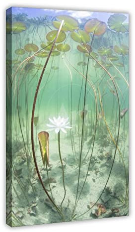 SORECI Unterwasser-Seerosen-Stiel, Blume, Leinwand-Poster, Wandkunst, Dekor, Bild, Gemälde für Wohnzimmer, Schlafzimmer, Dekoration, Rahmen-Stil, 30 x 45 cm