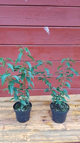 Portugiesische Lorbeerkirsche Prunus lusitanica Angustifolia T.B. 1,3 L 30-40 cm 75 Stück