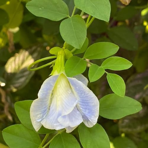 semi di pisello farfalla - rare, decorazione del soggiorno Clitoria ternatea resistenti per il giardino ornamentali, decorazione, rampicante 300pcs
