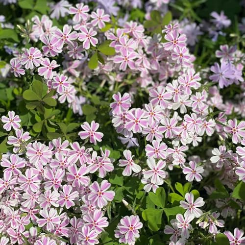 Semillas de Phlox de alfombra, semillas de perennes de flox subulata, de jardín de balcón 150pcs