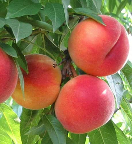Pesco pianta da frutta innestata di 2/3 anni in vaso da 5 litri MADE IN ITALY Vivaio di Castelletto