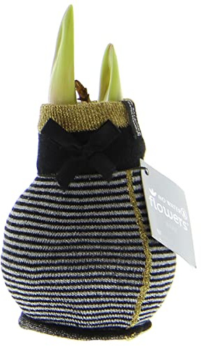 exotenherz Amaryllis-Zwiebel in Wintersocken Fashion Elegant schwarz-grau gestreift