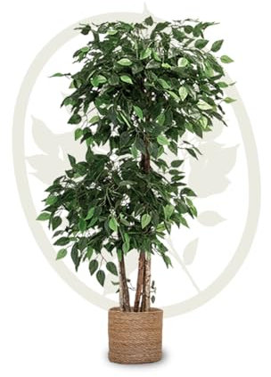 Maia Shop | Ficus | Kunstpflanzen | Künstlicher Baum | 2 Baumkronen | Maße: 150 x 60 cm | Künstliche Pflanzen | Fake Plant | Plastik Pflanze | Deko | Deko Wohnzimmer