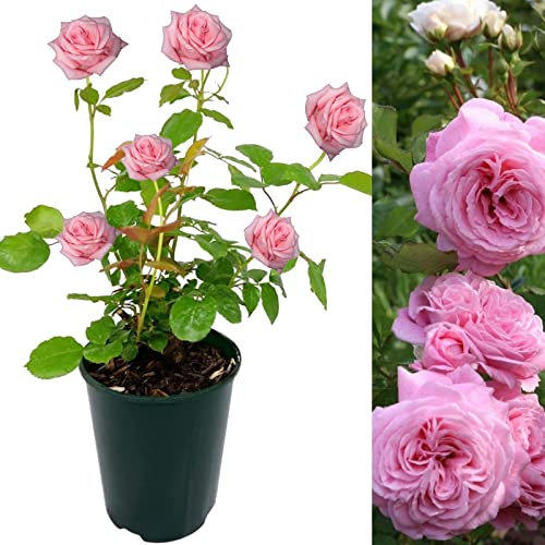 Rose Bush Countess Marie Henriette - Floribunda Pink Rose Bush for The Garden in a 3Litre Pot (1)