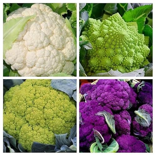 Sortiment av blomkålsfrön i påse, över 220 frön av lila romanesco-blomkål V 108