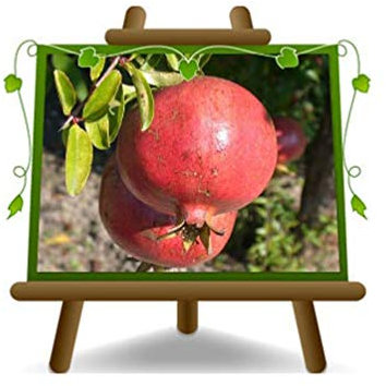 EURO PLANTS VIVAI Grenadier 116/17 plante fruitière en pot 20 cm Hauteur 150-170 cm – Âge Âge 2 ans