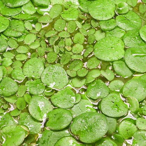Teichpflanzen Set: Schwimmpflanzen für Teiche bis 3000L - 4x in vitro XL | 2x Südamerikanischer Froschbiss, 2x Kleinohriger Schwimmfarn im 8,5-cm-Becher - Limnobium laevigatum und Salvinia auriculata