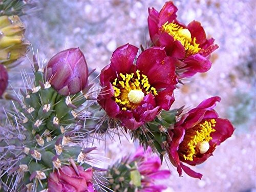 Cylindropuntia Spinosior - Spinoso Cholla - 25 Semi