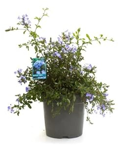 Plumbago Natural Arbusto de Exterior Ideal para Decorar el Jardín o la Terraza