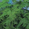 Espárragos Plumosus Nana en Semillas de Maceta - 20 Semi