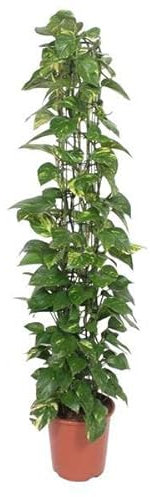 Efeutute – Epipremnum Aureum – Zimmerpflanze – 160 cm hoch – Ø27 cm Topf – Mit Rankgitter – Pflegeleicht & luftreinigend – Grün mit gelben Akzenten – Für Wohnzimmer & Büro
