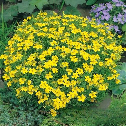 Signet Marigold 'Lemon Gem' - 450 Seeds (Tagetes tenuifolia) + Plant tag + Freebie