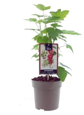 Ribes rosso Ribes rubrum frutti di bosco pianta in vaso ø19 cm Vivaio di Castelletto