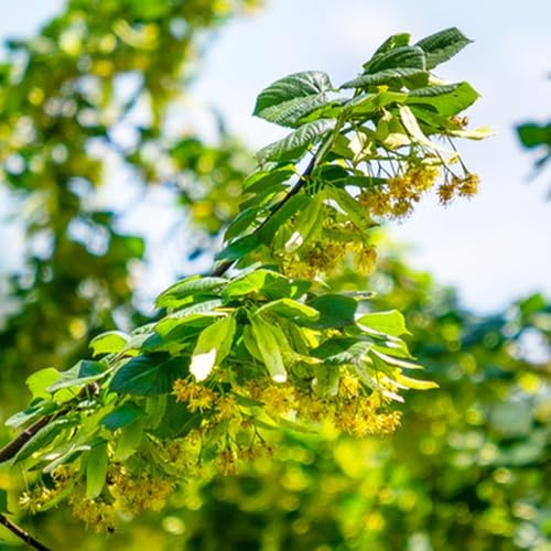 semillas de bodhi, Ficus religiosa, bonsai comprar semillas de arboles bonsais resistentes para el jardín 15pcs