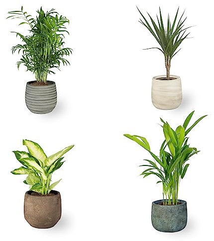 Pack 4 Plantas Naturales Vivas de Interior Palmera Chamaedorea Elegans, Dieffenbachia, Dracaena Marginata y Palmera Areca - Interior y Exterior Decoración de Hogar o Regalo (Ceramica No incluida)
