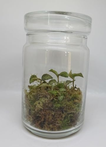 florari DIY Flaschengarten Set 3 mit Pflanzen - Pflanzenterrarium Glasgarten Juwelorchidee Orchideen