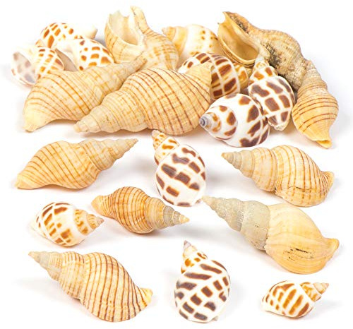 Baker Ross AV167 Set mit Molluskenmuscheln für Kinder und Erwachsene, zum Verzieren von Bastelarbeiten und zum Aufhängen – Natürliche Bastelmaterialien (Beutel mit 200 g), Sortiert