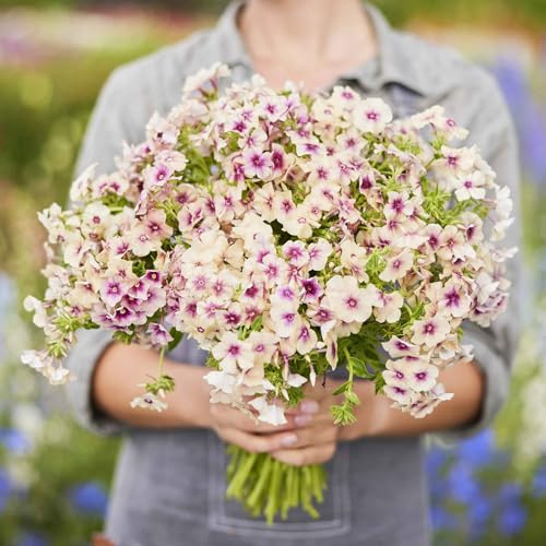 Eden Brothers Phlox Seeds - Cherry Caramel