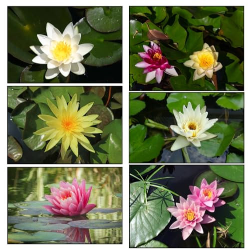 Lincolnshire Pond Plants Ltd - 3 Water Lily Pack - Pink, Yellow, White - Live Water Plant Aquatic Pond Lake Marginal