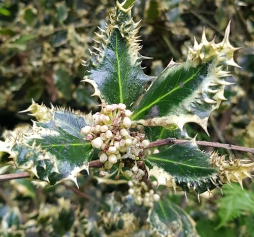 Ilex aquifolium 'Ferox Argentea' / Houx hérisson/Conteneur de 2 à 2.9 litres/Arbuste Persistant