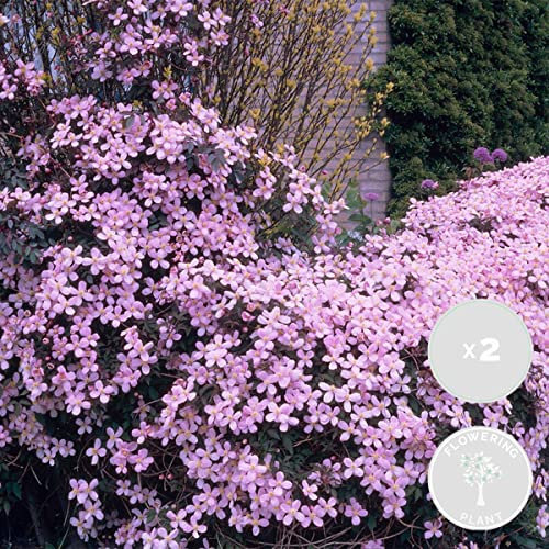 Bloomique - 2er-Set - Clematis Montana Rubens - Waldrebe - Hellrosa - Kletterpflanzen - Gartenpflanzen - Winterhart - 50-70 cm Hoch - Topf 15 cm
