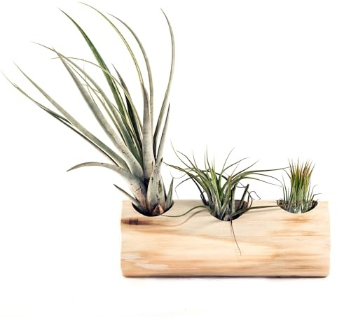 Bonplants Tillandsia Aerea, Pianta Vera Tropicale Senza Terra, Decorazione Verde per Casa (3 Tillandsie con supporto)