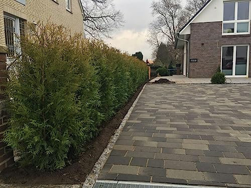 50 Thuja Brabant 140–150 cm –Topfware inkl. Anwachsgarantie | Immergrüne Heckenpflanzen | im großen 7,5L Topf für sicheres Anwachsen – Gartenhecke | Heckenpflanzen | Immergrüner Lebensbaum |