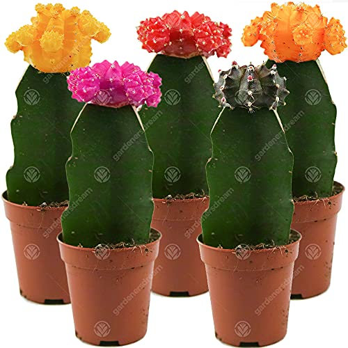 Disco Kaktus Mix Haus/Büro Innen Pflanze, ideal als Hochzeitsgeschenk (5 Pack)