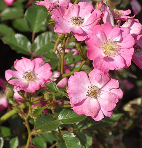 Hochstamm Rose Lupo 60-80cm - lebende Gartenpflanze aus den Baumschulen