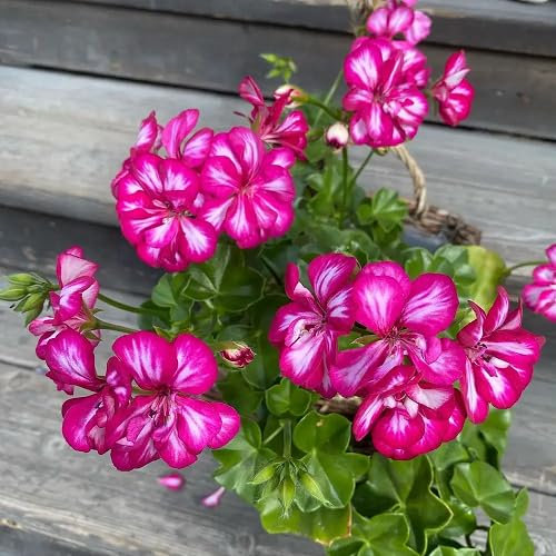 100 graines de fleurs de géranium lierre