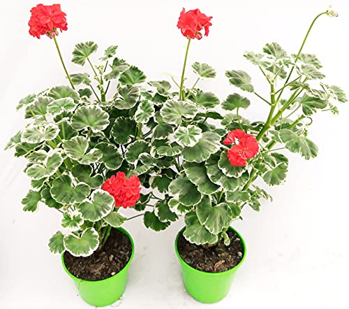 POWERS TO FLOWERS - GERANIO ZONALE VARIEGATO BIANCO, 2 PIANTE, VASO 14, piante vere