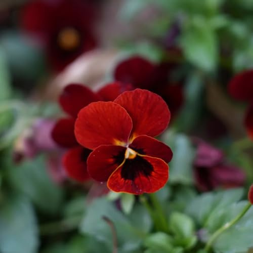 viola cornuta, semi di viola cornuta balcone, recisi semi di tappezzanti resistenti al freddo Arredamento del soggiorno con rialzata per 850semi