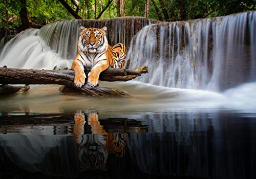 wandmotiv24 Fototapete liegender Tiger Wasserfall, M 250 x 175 cm - 5 Teile, Wanddeko, Wandbild, Wandtapete, Wald Dschungel Bäume Tier M6544