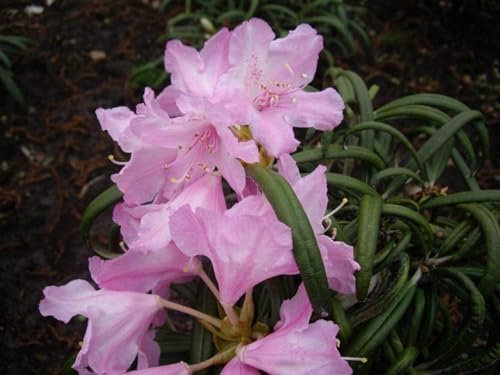 Rhododendron makinoi Hybride Madidi - Großblumige Rhododendron - 30-40cm