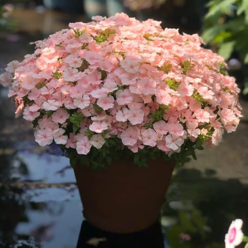phlox bodendecker - mehrjährig winterhart hochbeete für garten deko balkon 650samen