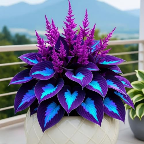 Frostbeständige robuste untypische Hosta, Gartenkultivierung von Funkien, blütenvoll, Hochwertige Gartenpflege, Einmalige Hosta-4Rhizome-I