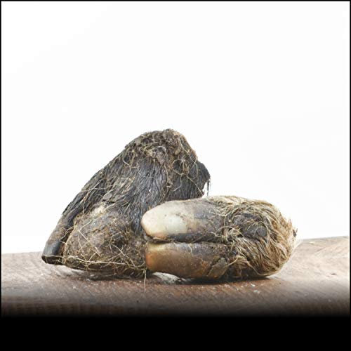 George & Bobs Lammhufe - 10Stk. | mit Fell und unglaublich Hart | Lange beschäftigung mit Fleisch | Für Alergiker | 100% Natürlich