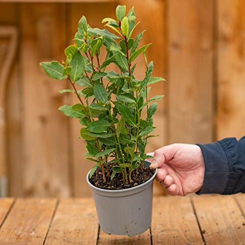 Laurus Nobilis Laurier Vrai | Plante Aromatique Buissonnante à Feuilles Persistantes en pot 14 cm