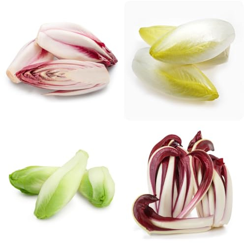 semillas de achicoria perenne, exóticas resistentes ensalada de achicoria, camas elevadas para jardín, resistentes balcón 85pcs