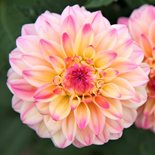 Easy to Grow Dahlia Gallery Secret Glow 3 Clumps of Tubers - Pink & Cream Flowers Blooms in Summer to Fall Sun, Plant in Spring