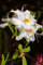 Pianta di Azalea Mollis pianta da esterno pianta da giardino pianta da fiore pianta ornamentale di Azalea Mollis pianta vera venduta da eGarden.store (Bianco v.19 cm)