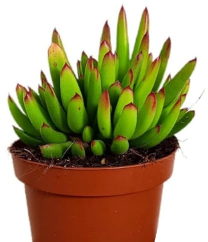 Planta Crasa Cotyledon Orbiculata, Maceta 13 cm