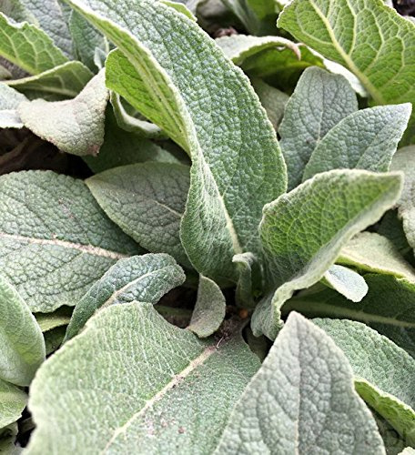 Kandelaber Königskerze - Verbascum olympicum - lebende Gartenpflanze aus den Baumschulen
