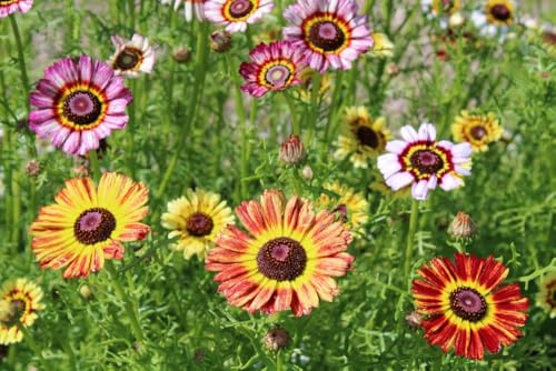500 Samen Wucherblume (Chrysanthemum carinatum) – Farbenfrohe Sommerblume für Garten & Balkon