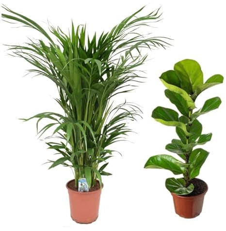 Super Pack Plantas XL: Palmera Areca de 100cm y Ficus Lyrata de 80cm Plantas Naturales
