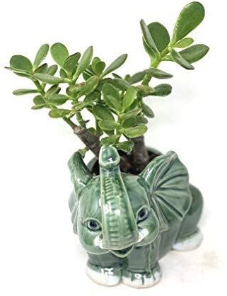 Sunset Jade Plant| Crassula Elephant Round Vase