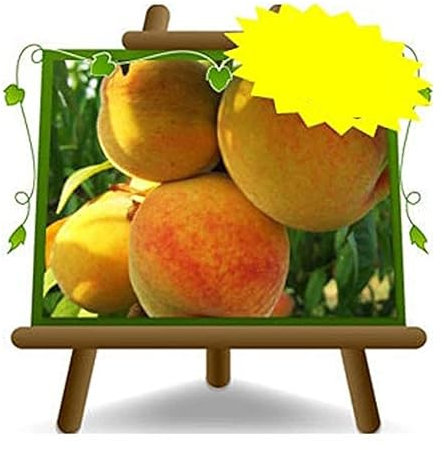 Pfirsiche Percoche Baby Gold 9 - Obstpflanze alte Frucht auf Blumentopf 20 Baum max 170 cm – 2 Jahre Anbau Italien