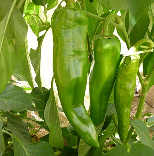 Las Semillas 1/2 Oz Anaheim Chile Pepper