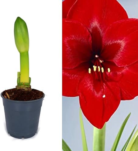 Amaryllis Bulb 'Royal Red' - Growing Amaryllis Bulb in a 13cm Pot