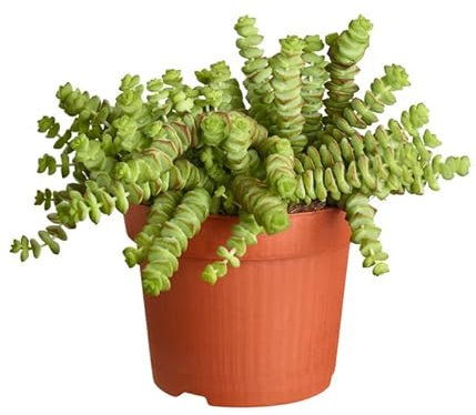 Planta Crasa Collar de Jade PREMIUM Planta Natural Crassula Rupestris Marnieriana